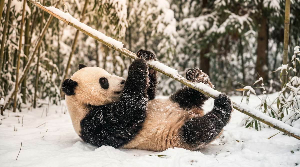 国产今日推荐熊猫视频