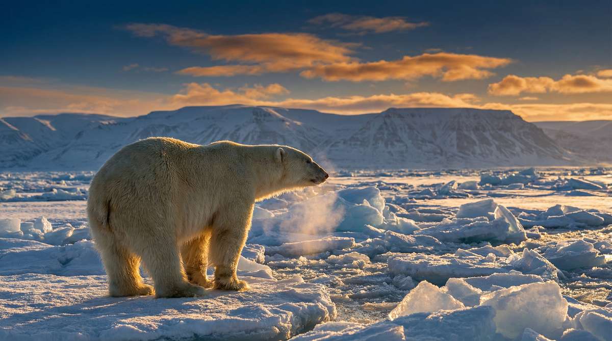 国产今日推荐北极熊视频